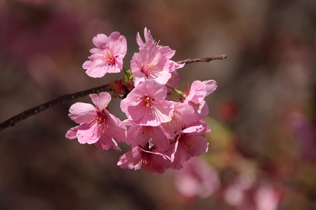 粉红色的花, 日本樱花盛开, 鲜花