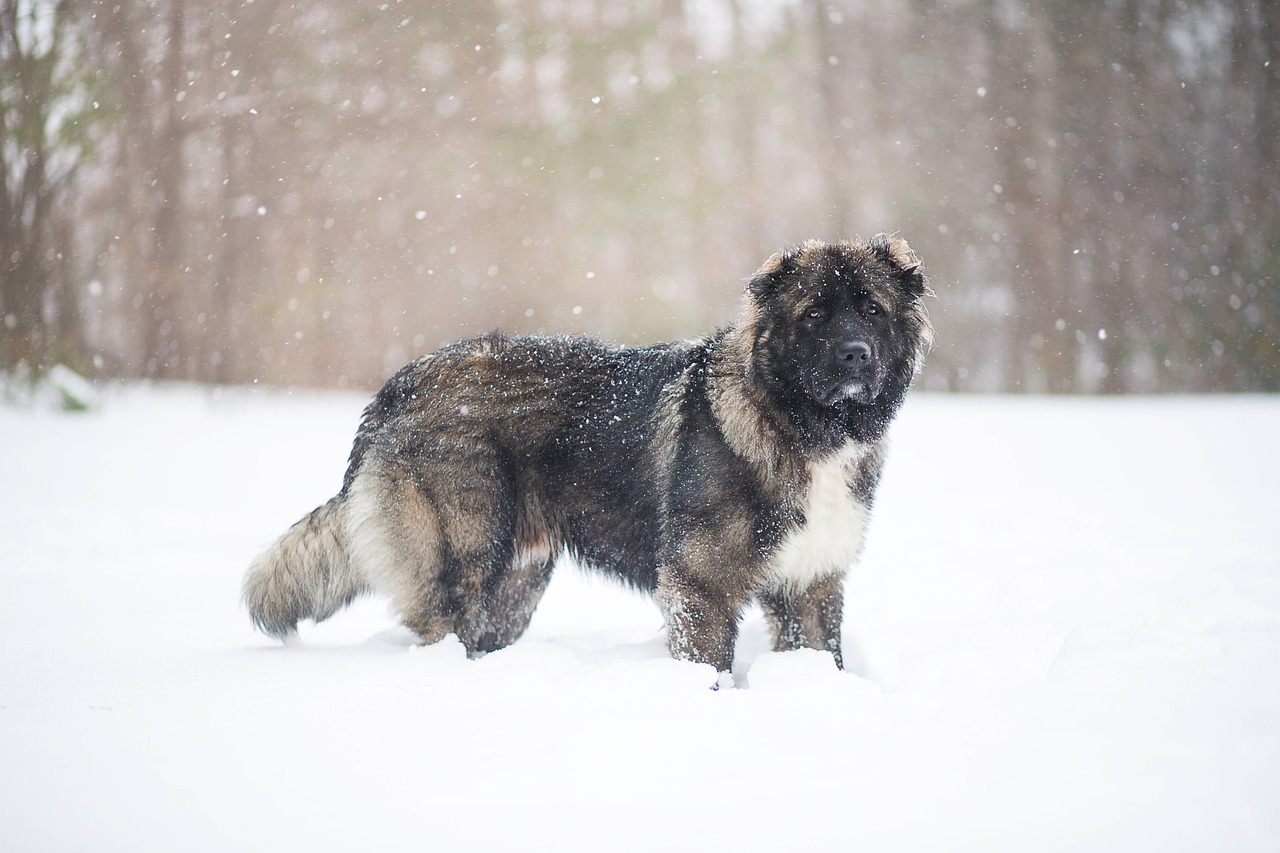 高加索牧羊犬, 狗, 雪
