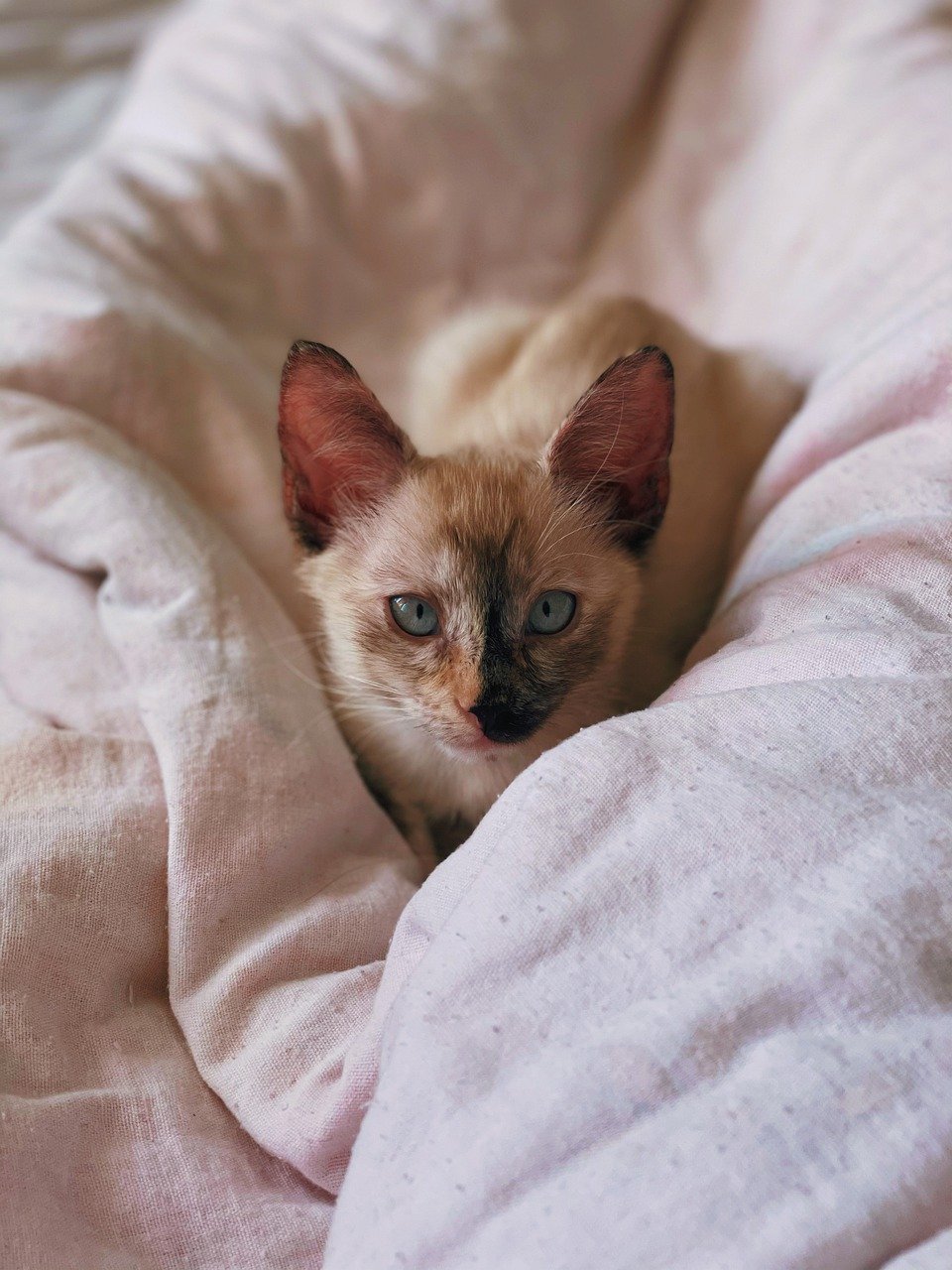 猫, 小猫, 毯子