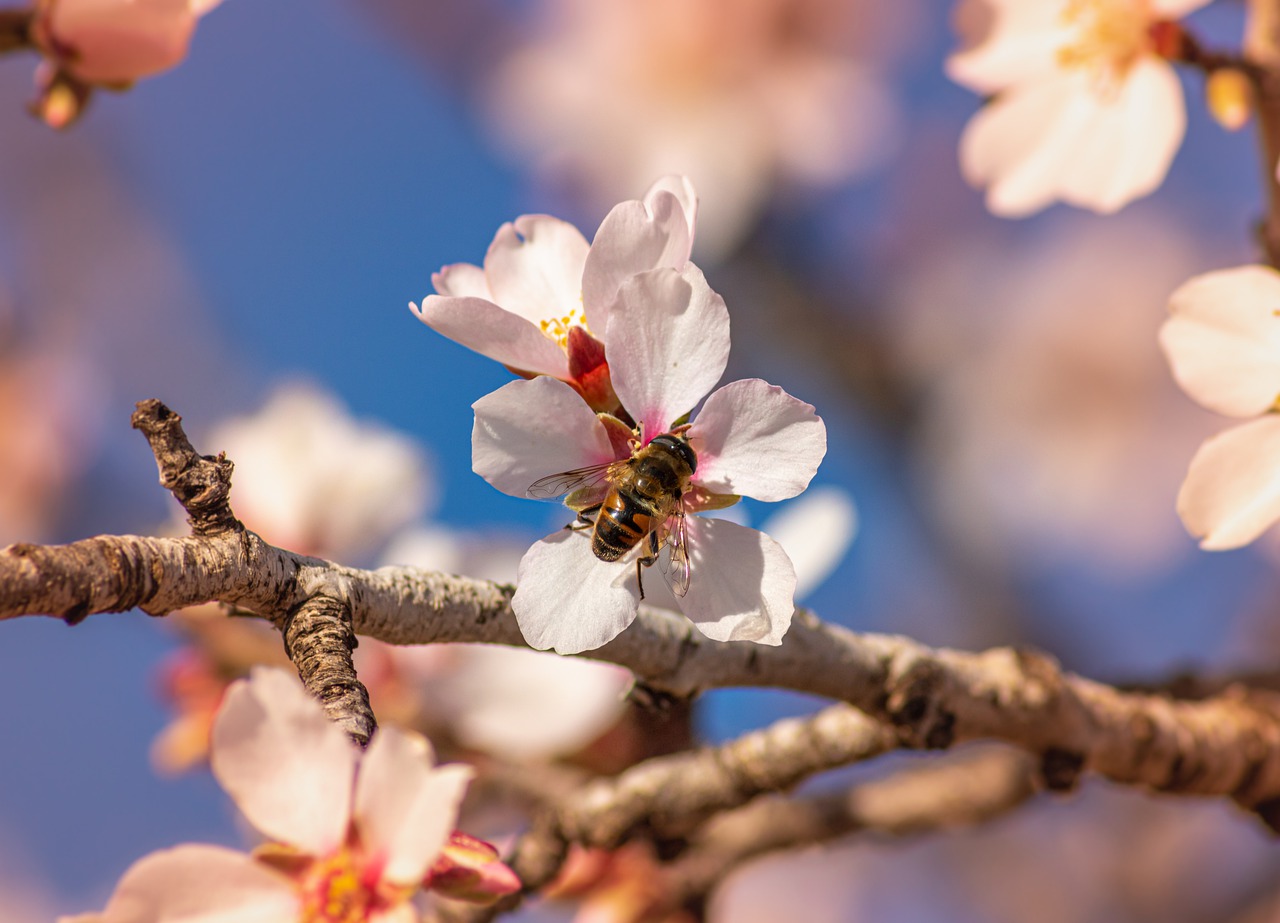 蜜蜂, 花, 杏仁树