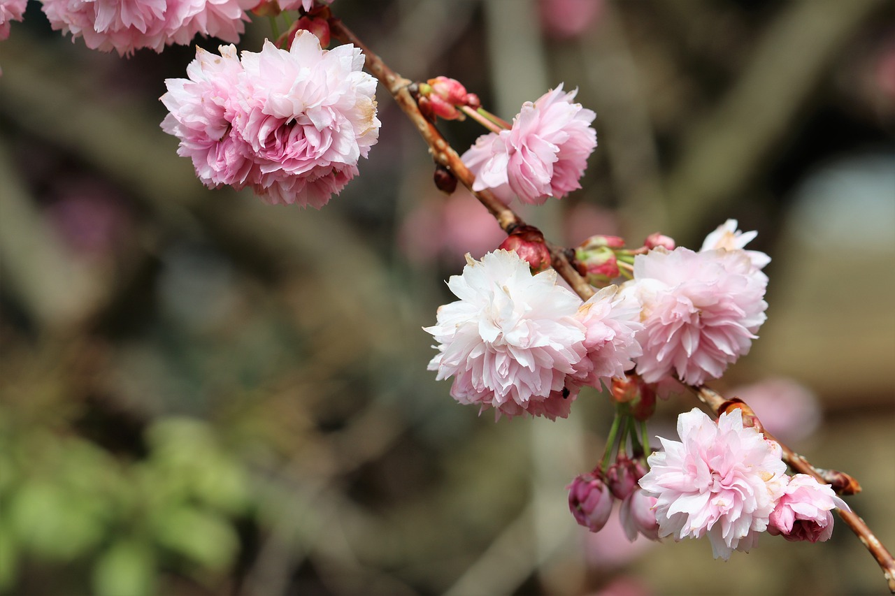 日本樱花盛开, 科, 树