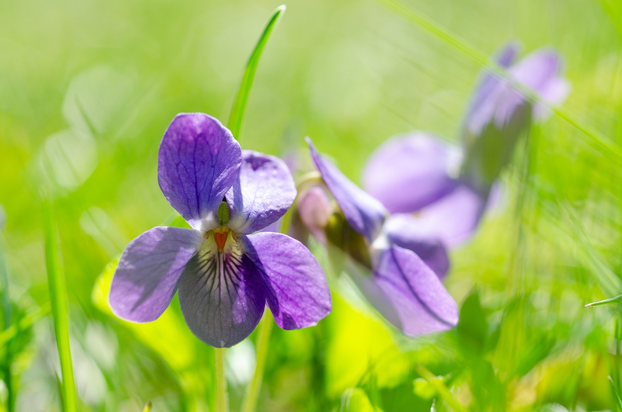紫罗兰色, 中提琴, 开花