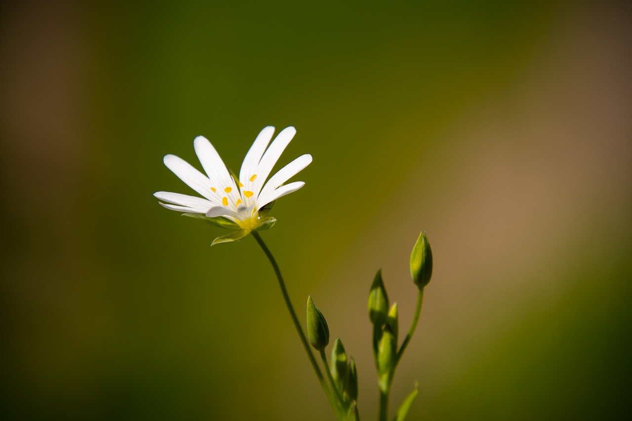 花, 花瓣, 斯氏球菌（stellaria palustris）