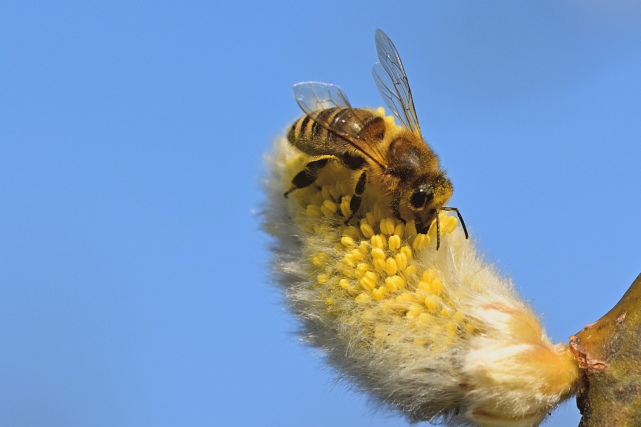蜜蜂, 花粉, 柳
