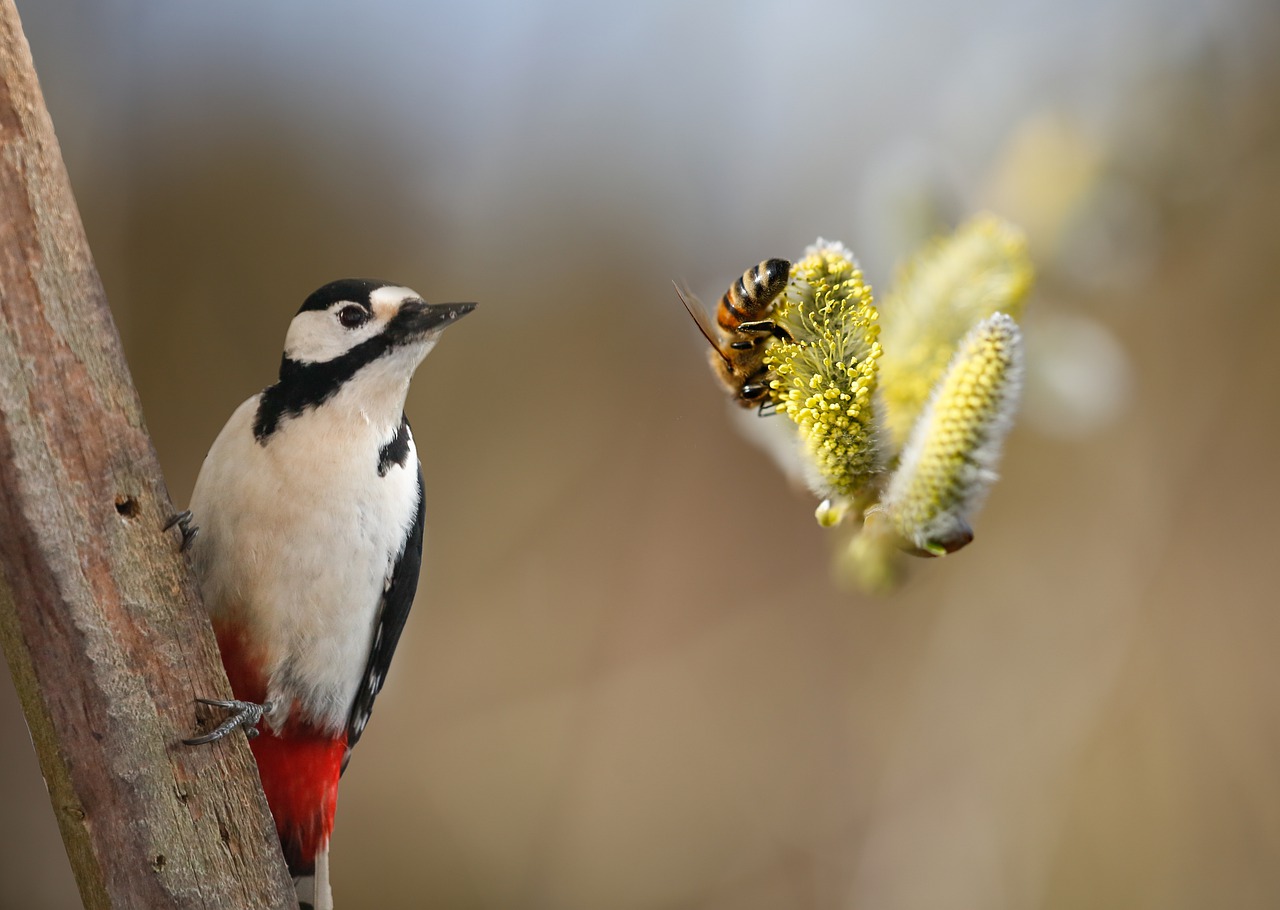 啄木鸟, 蜜蜂, 柳树的花絮