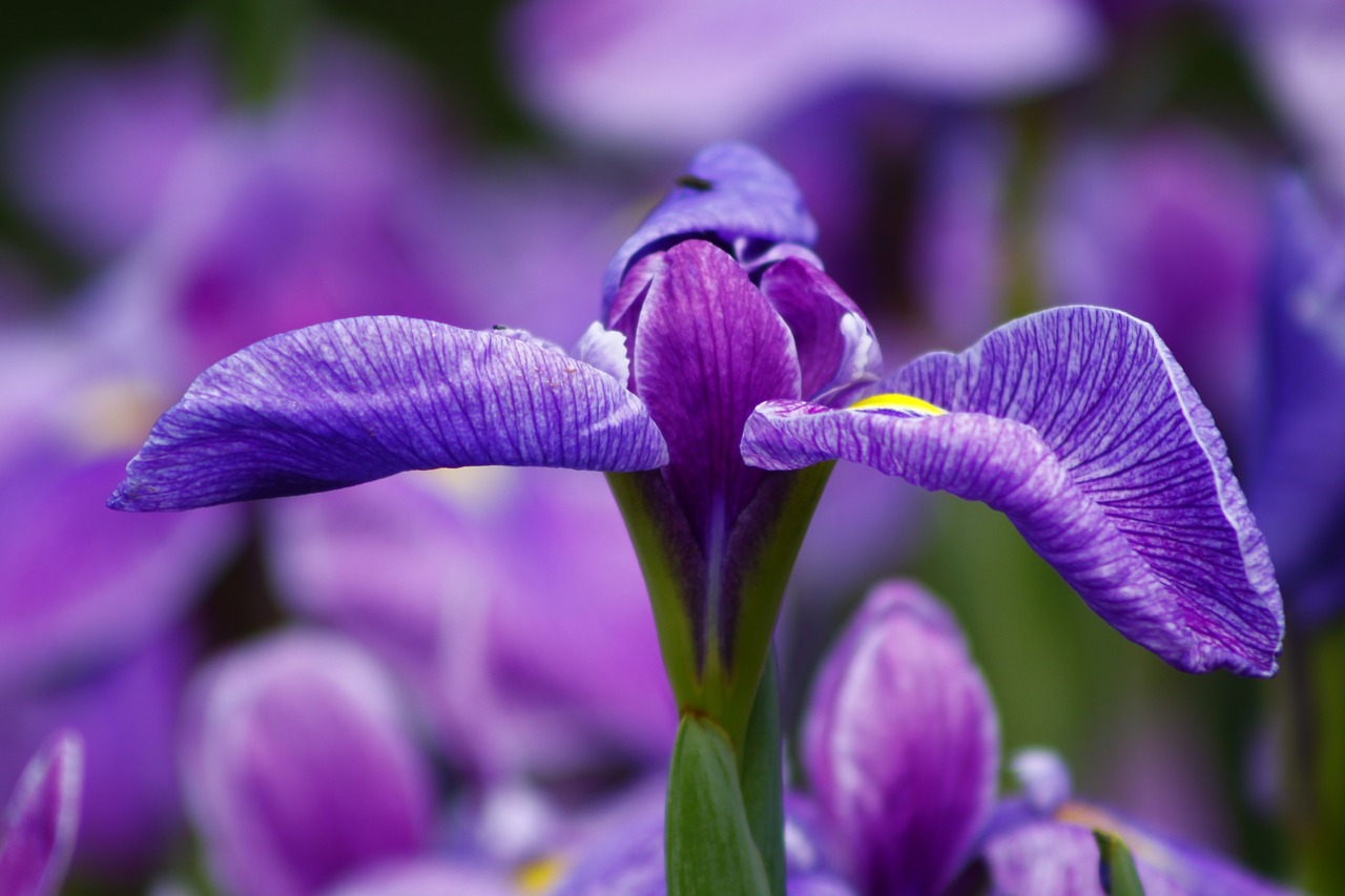 虹膜, 鸢尾花, 紫色的花朵