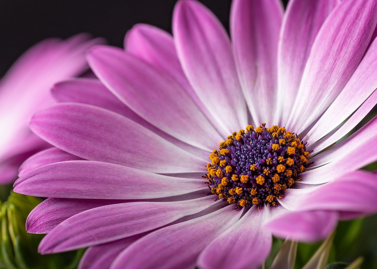 披肩玛格丽特, 紫色, 花
