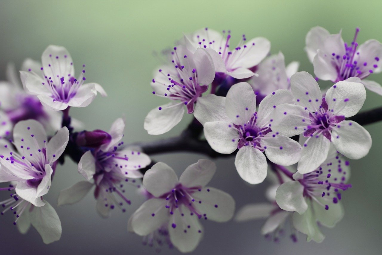 紫色的花朵, 开花, 盛开