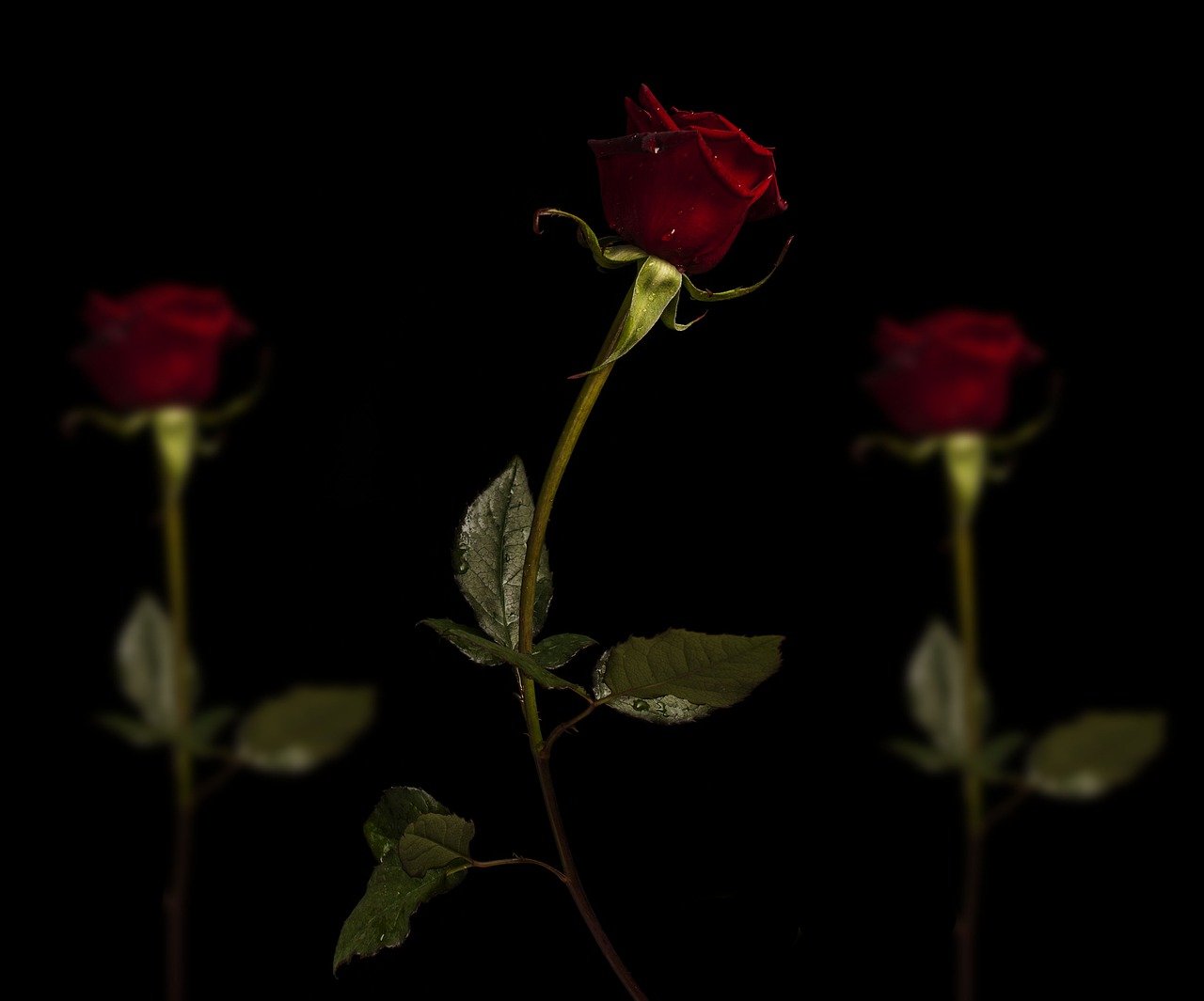 玫瑰, 鲜花, 黑色背景