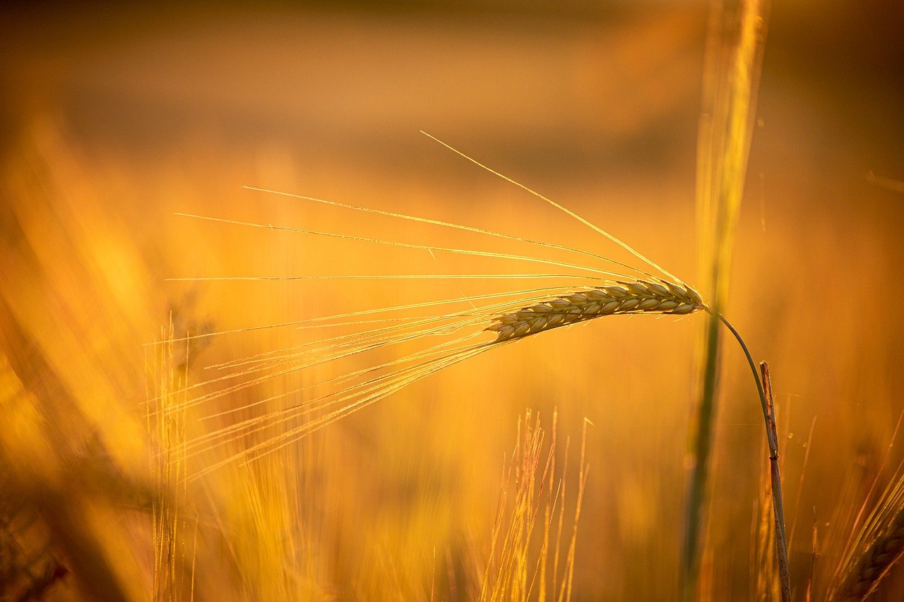 小麦, 农业, 粮食