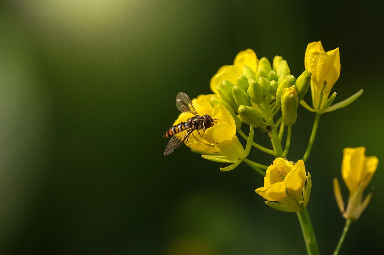 hoverfly, 黄色的花, 授粉