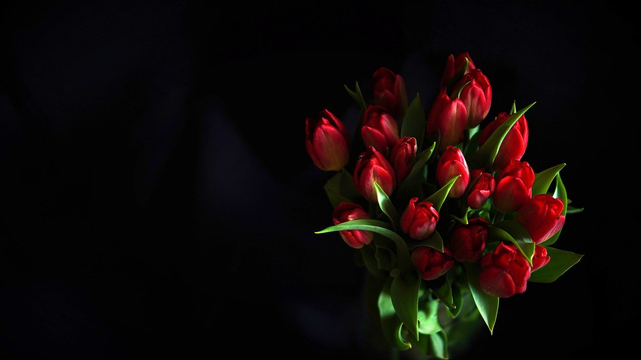 红色郁金香, 郁金香花束, 黑色背景