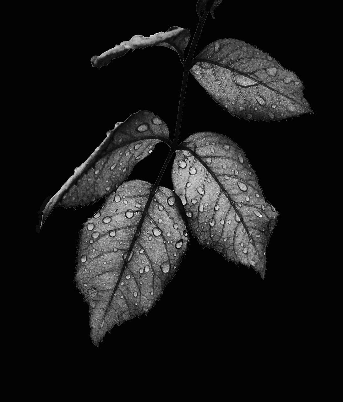叶子, 黑色和白色, 水滴