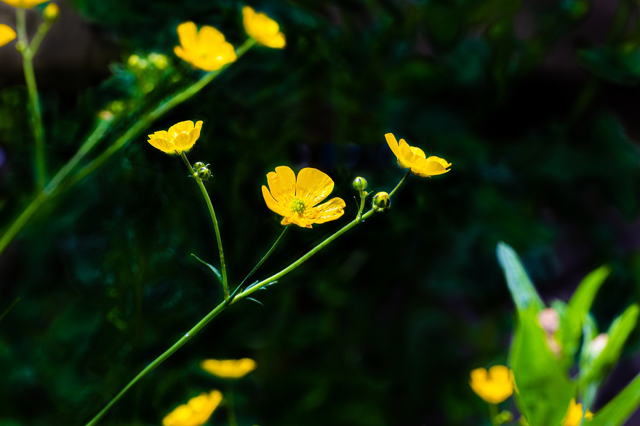 茛, 黄色的花, 盛开