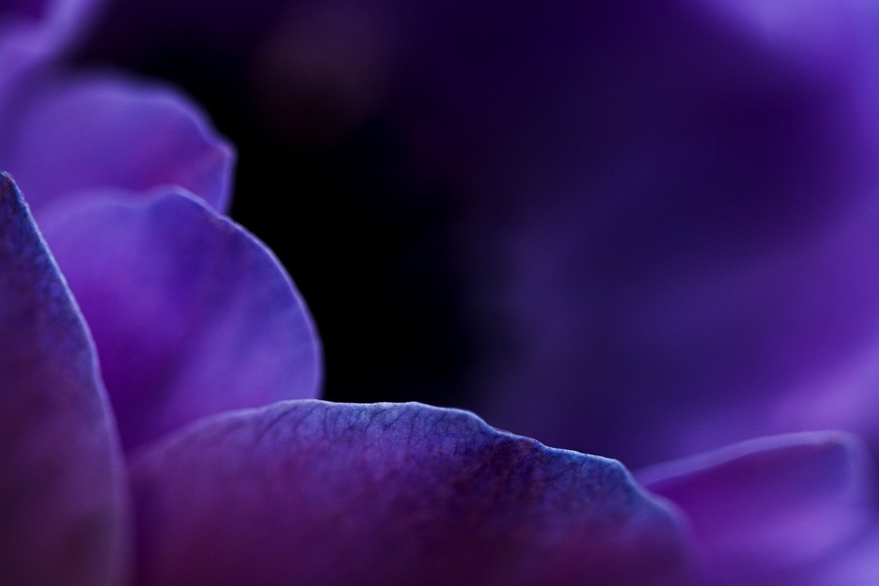 花, 特写, 紫罗兰色