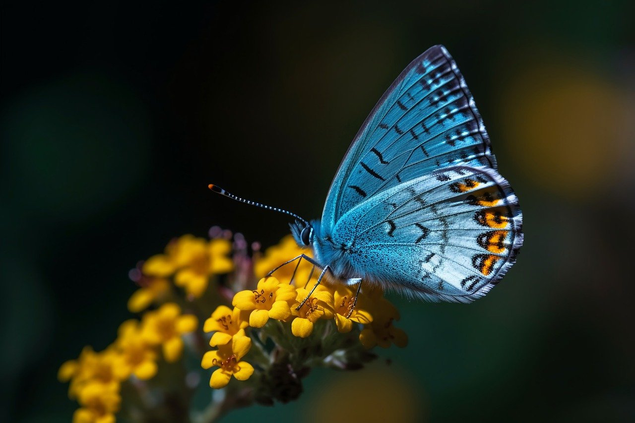 蝴蝶, 蓝蝴蝶, 黄色的花