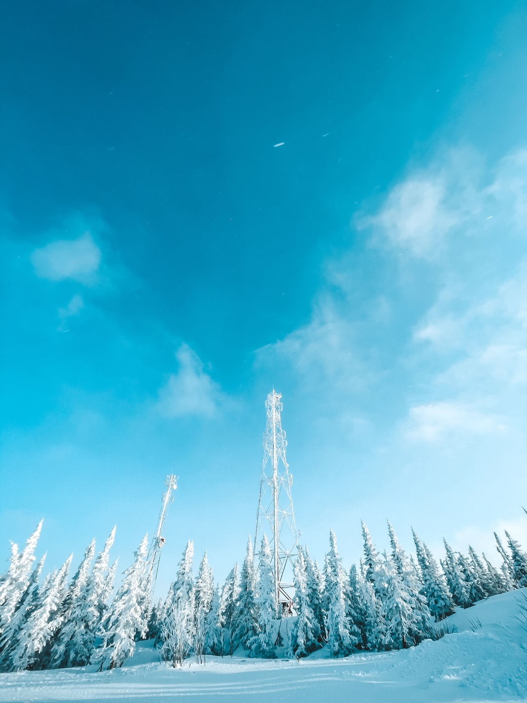 蓝天,森林,白天,冬季