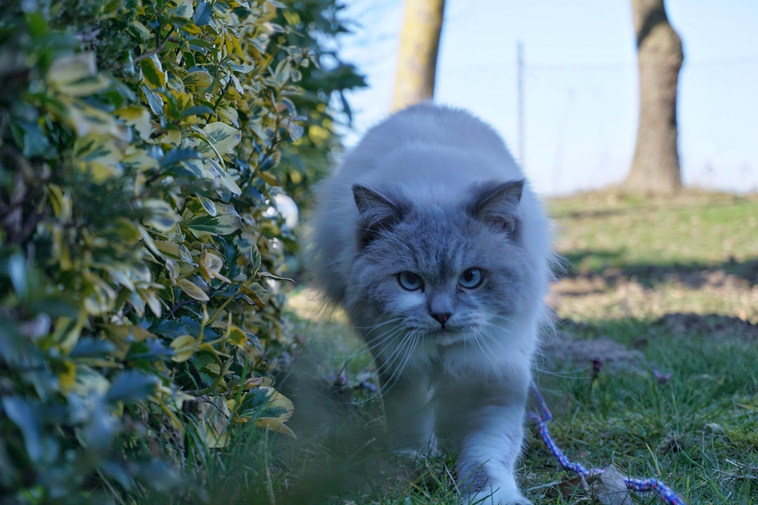 白灰猫,草地
