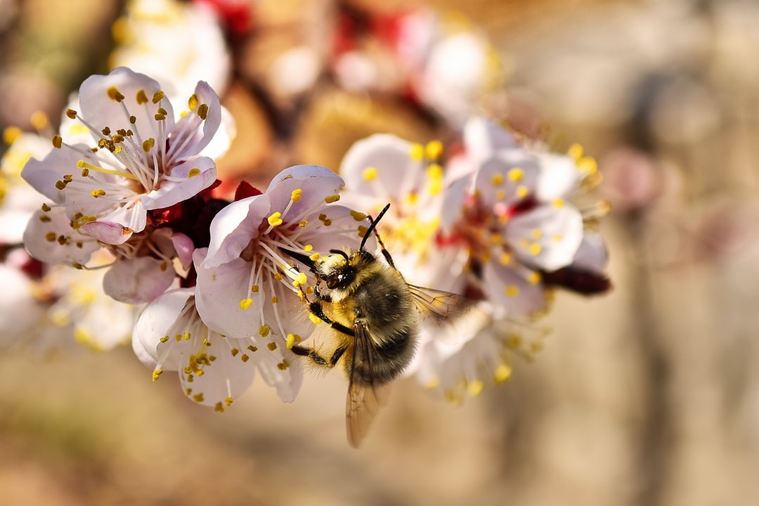 黄蜂,蜜蜂,花瓣,选择性,