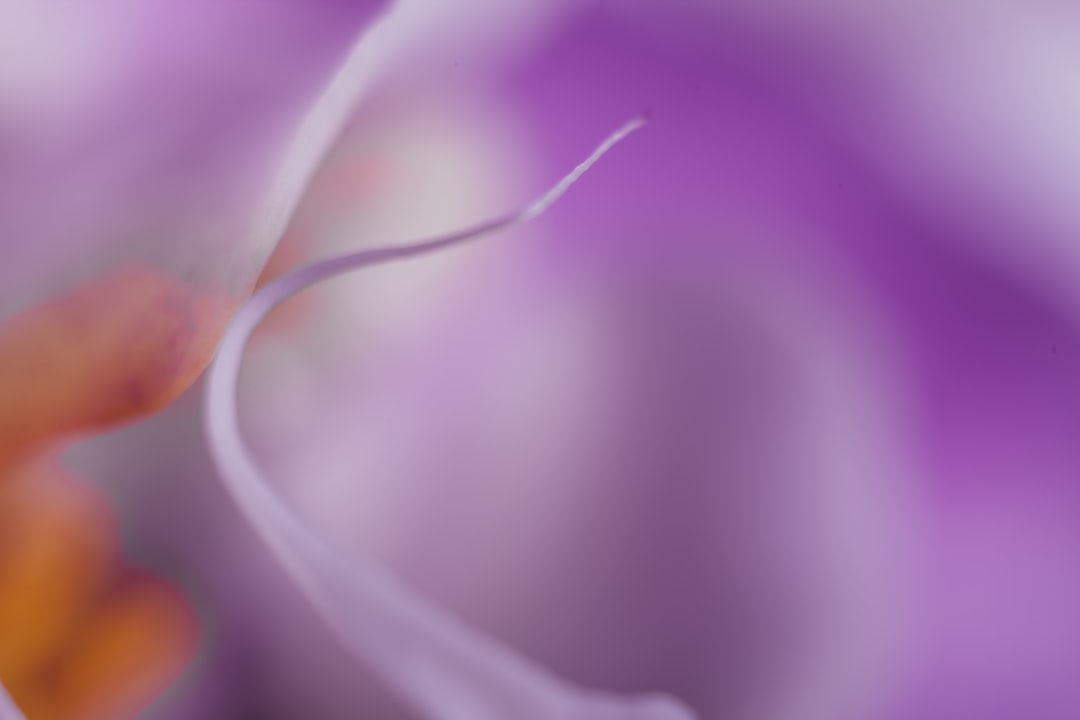 紫罗兰花,钢丝,白色,涂