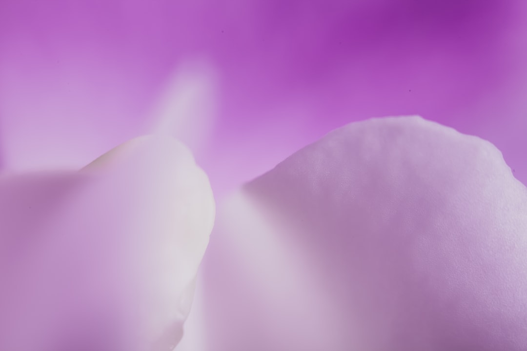 紫罗兰花,织物,特写,白