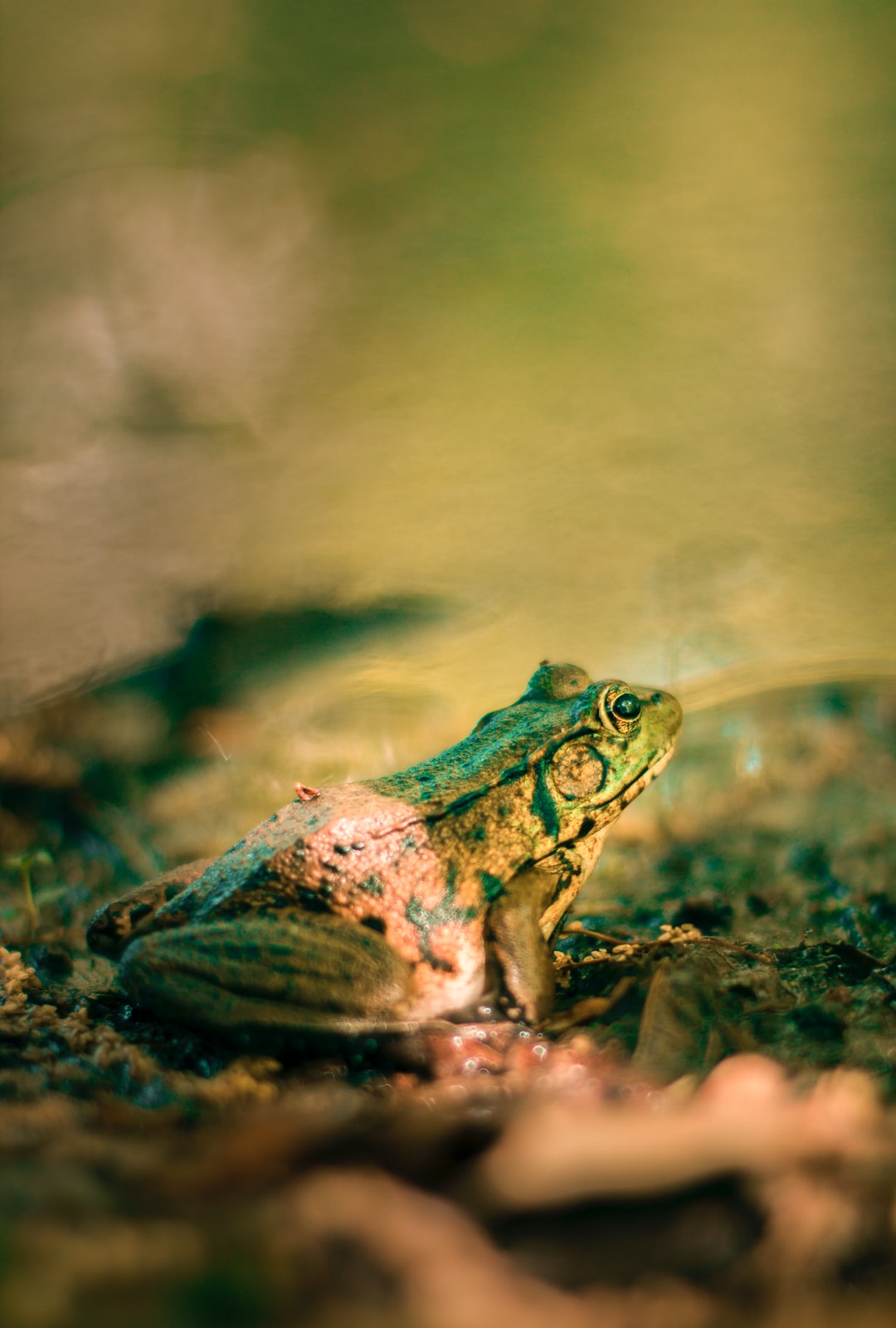 绿蛙,近景,摄影,水中