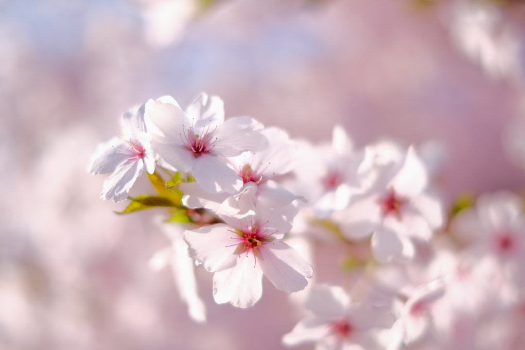 粉色,春花,樱花,盛开,白
