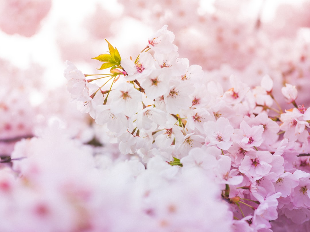 樱花,粉色,白色,拍摄,距