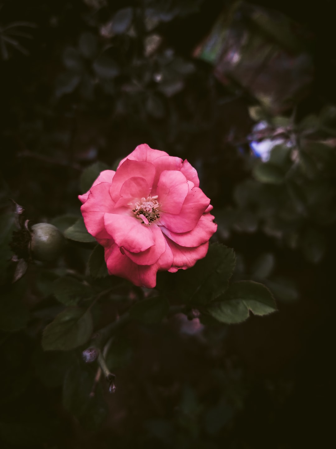 玫瑰,盛开,白天,粉红