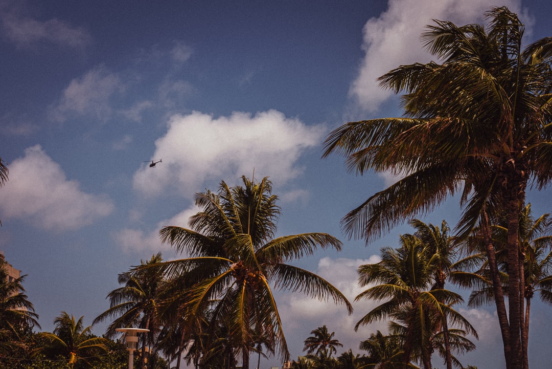 棕榈树,摄影者,白云,蓝