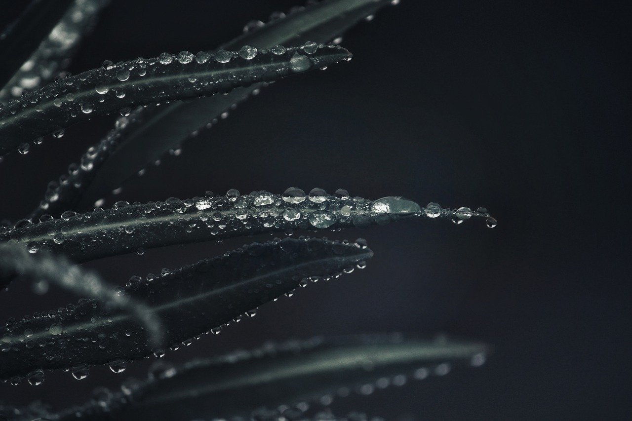 厂, 叶子, 雨