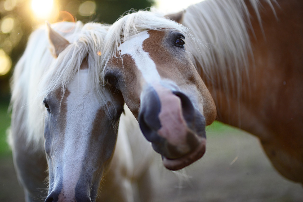 马匹, 动物, 爱