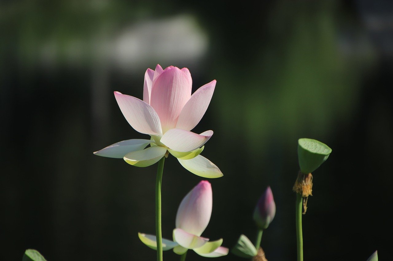 莲花, 花, 植物