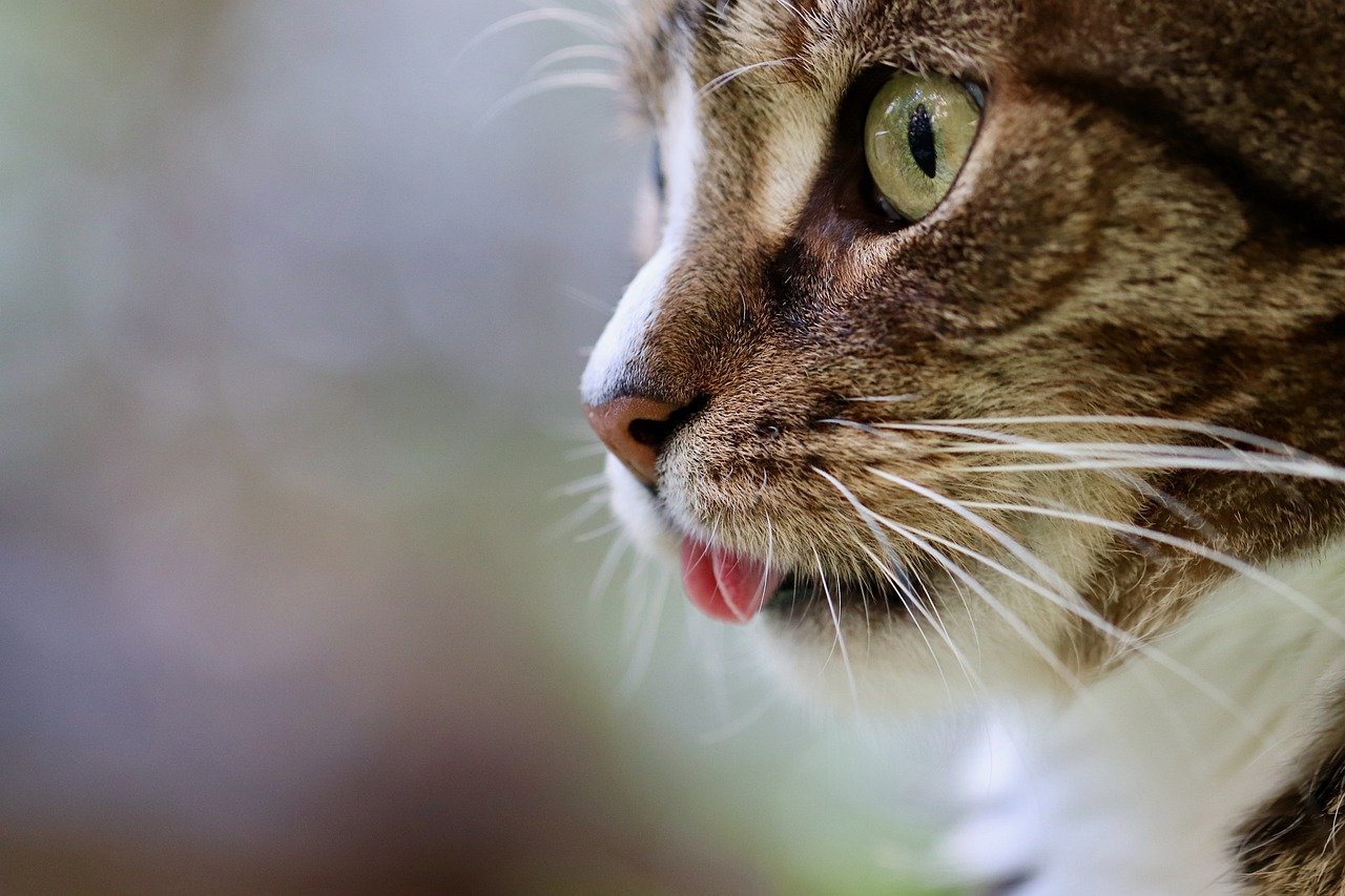 猫, 猫的舌头, 猫的眼睛