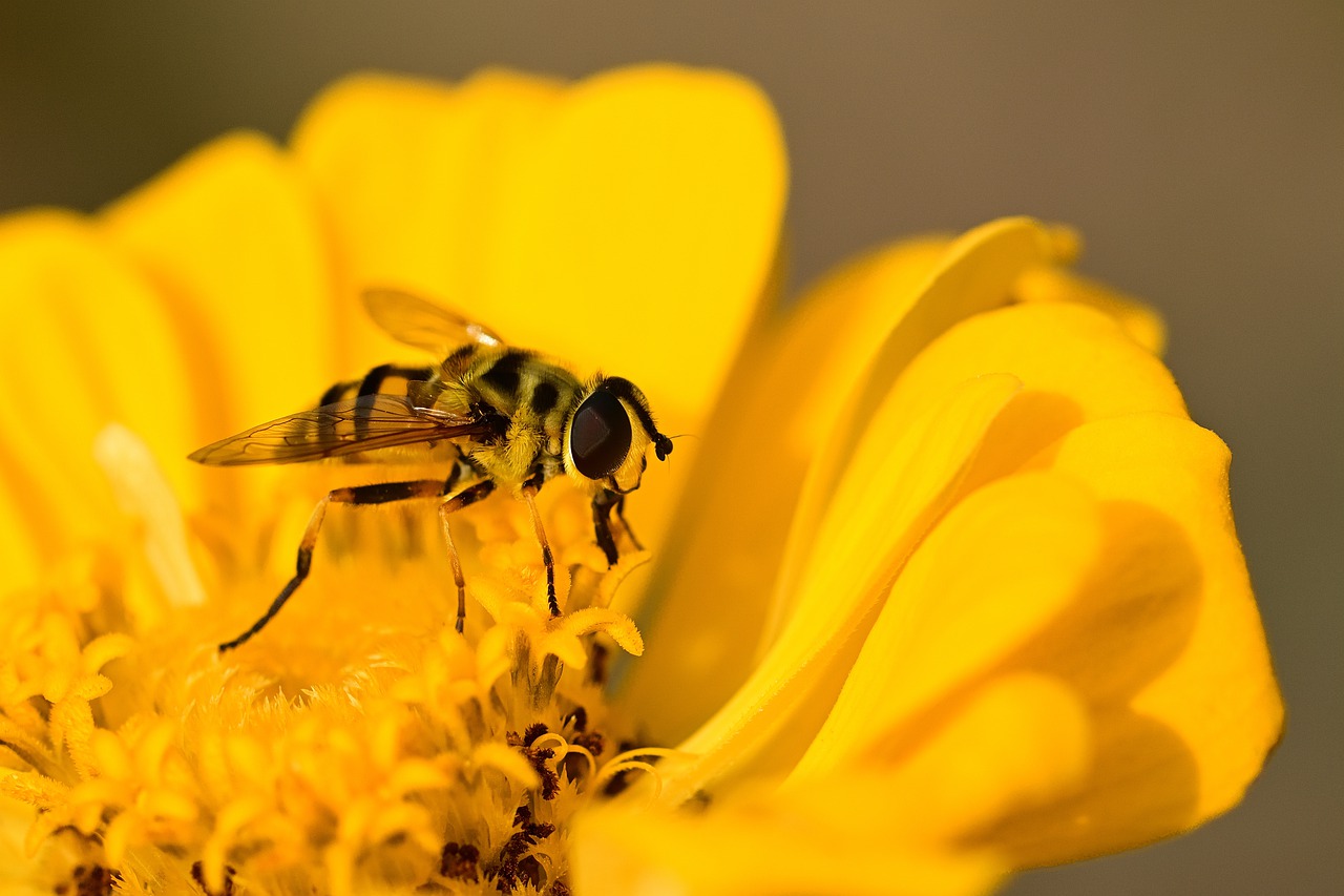 蜜蜂, 百日草, 黄色