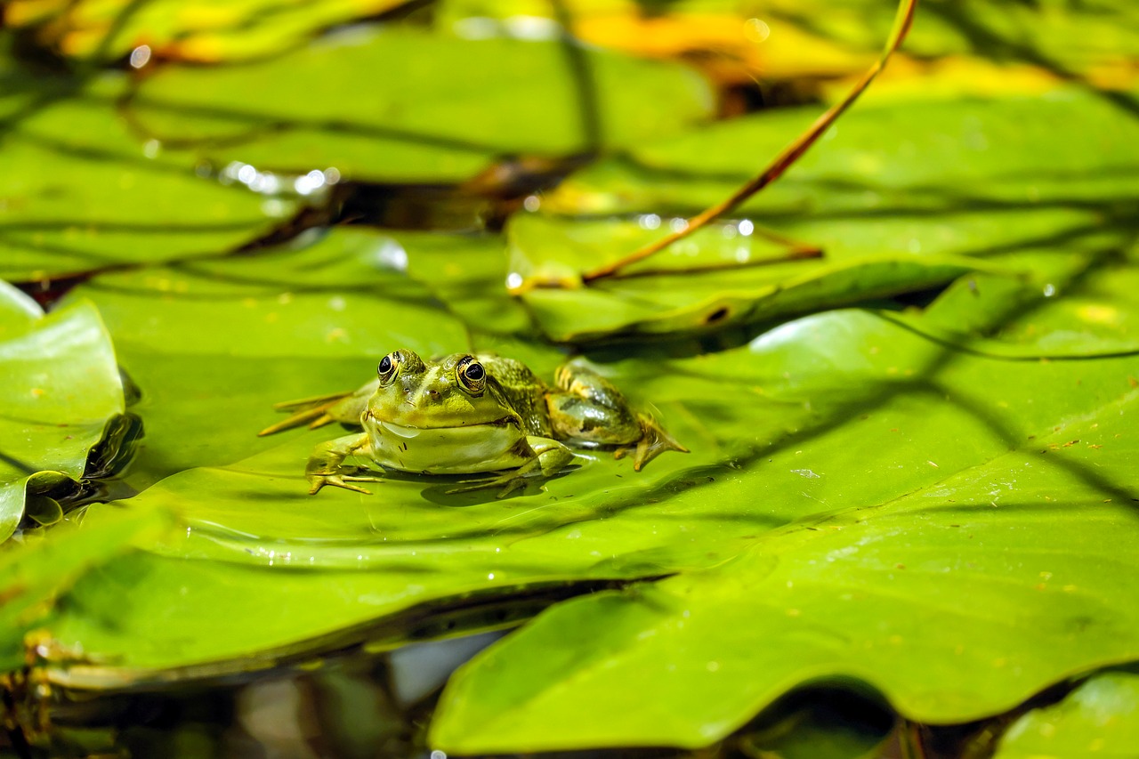 青蛙, 池, 两栖类