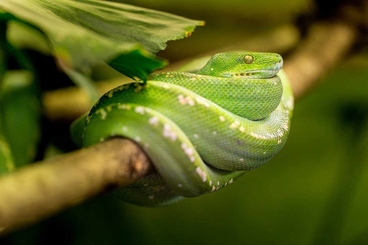 蛇, 绿色, 动物