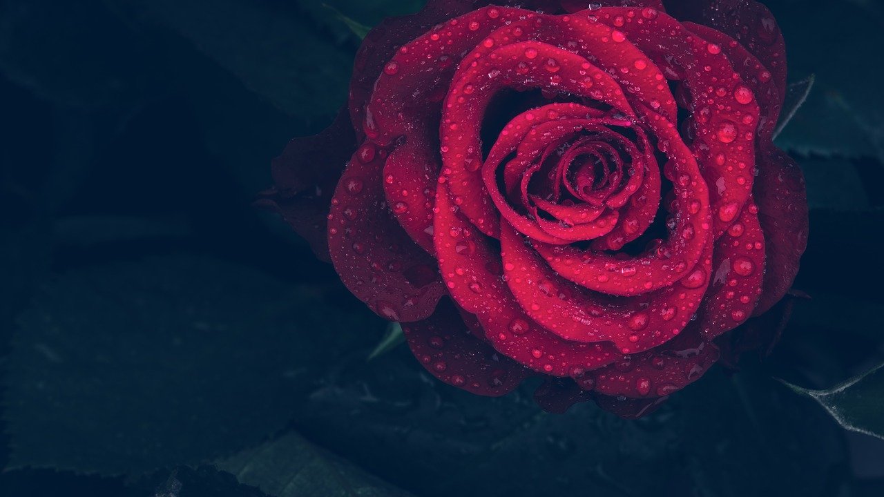 玫瑰, 红色, 滴