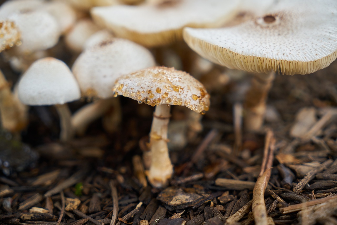 蘑菇, 秋, 自然