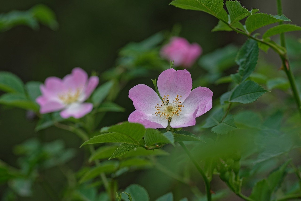 野玫瑰, 花, 植物