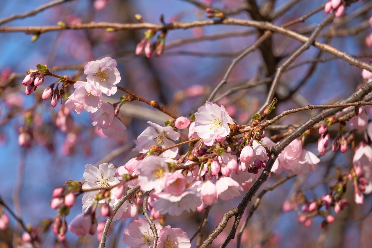 日本樱花盛开, 鲜花, 树