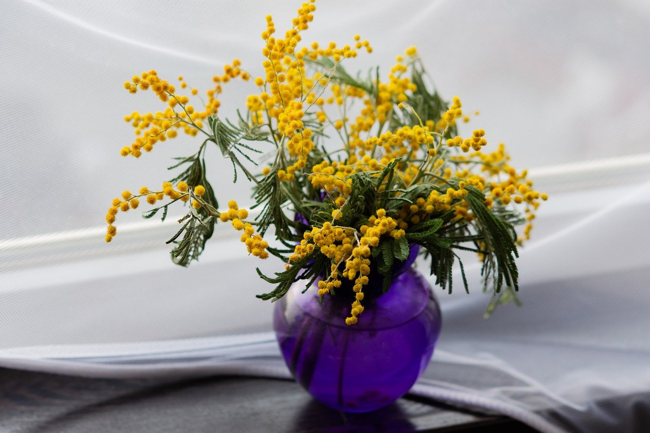 含羞草, 黄色的花, 花瓶