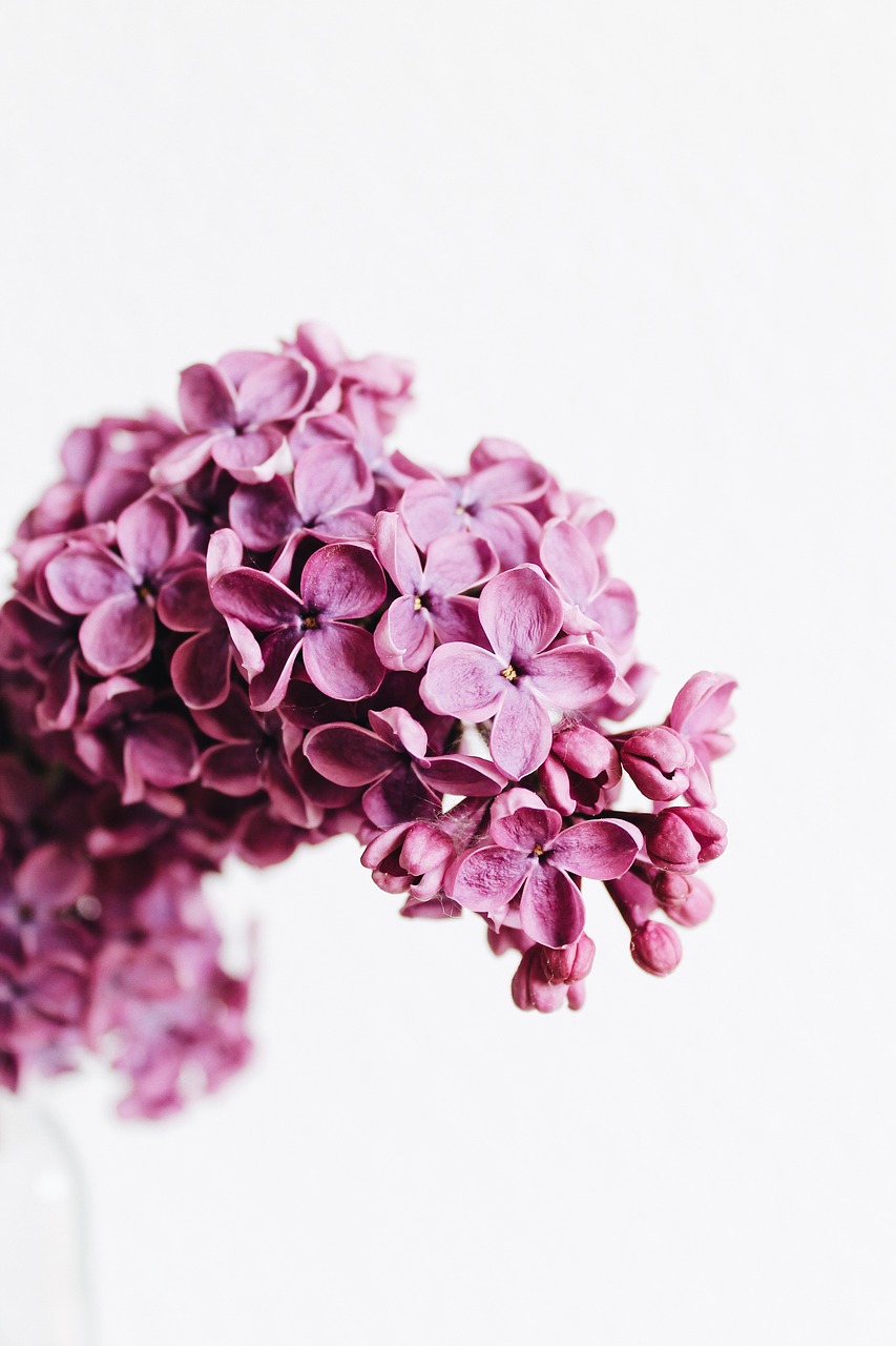 鲜花, 丁香, 紫色