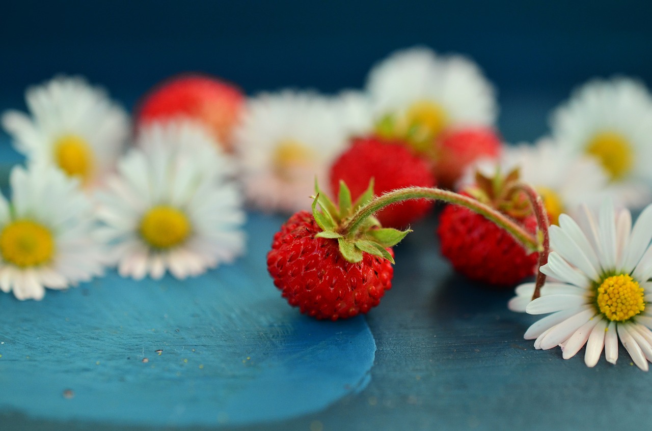 草莓, 野草莓, 雏菊