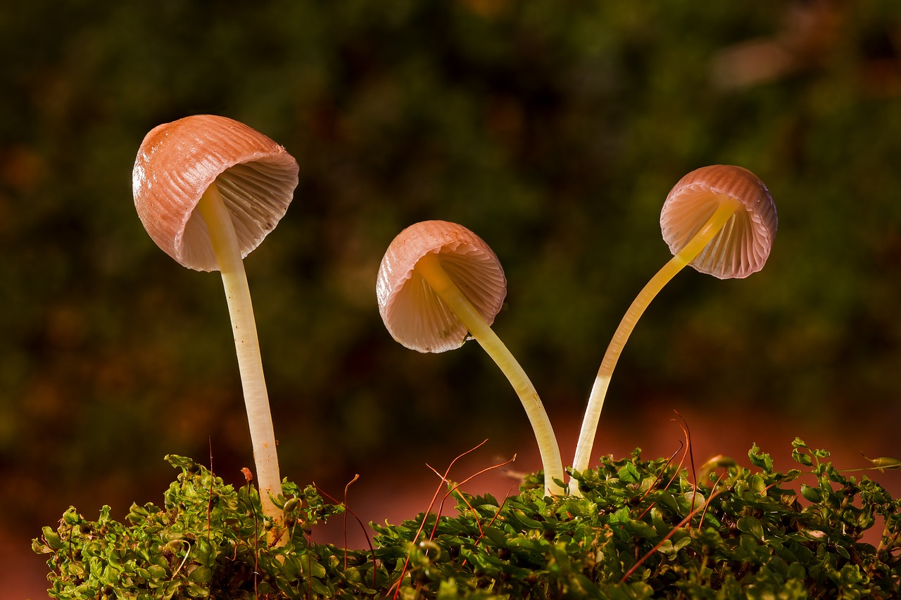 蘑菇, moss-häublinge,