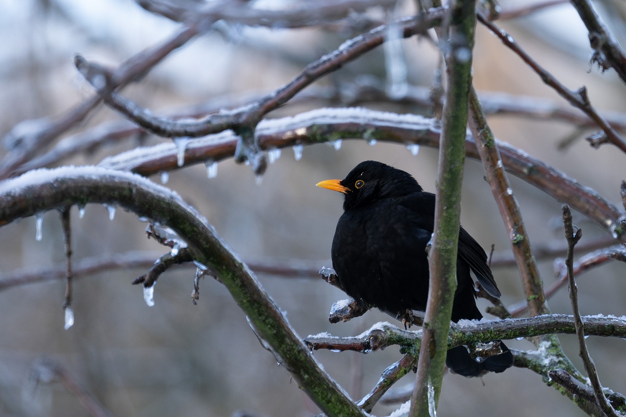 黑鸟, 枝杈, 冬天