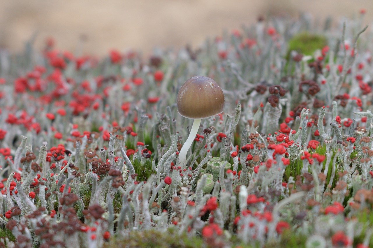 藓类植物, 蘑菇, 特写