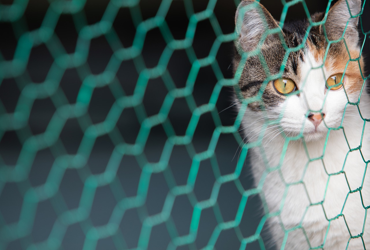猫, 动物, 网