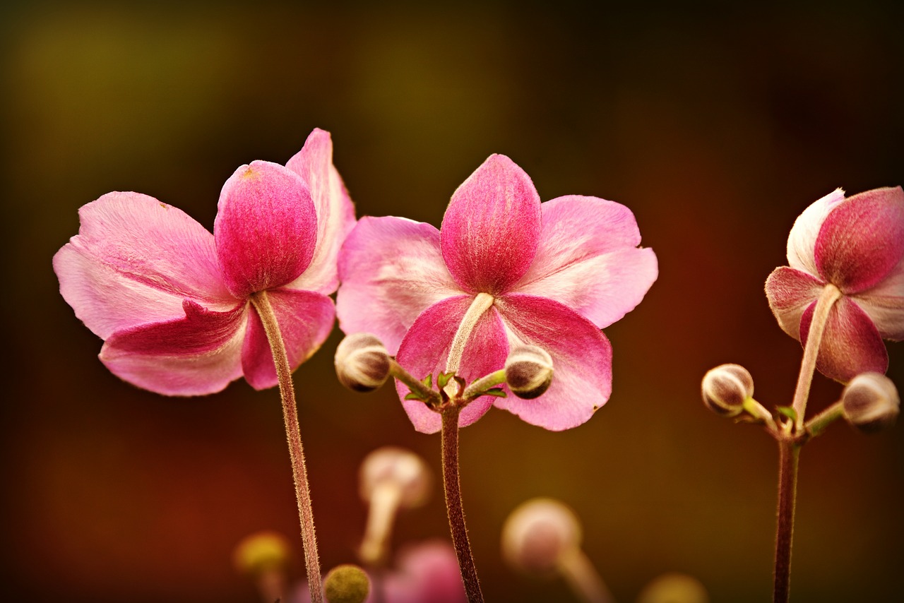 银莲花, 花, 植物