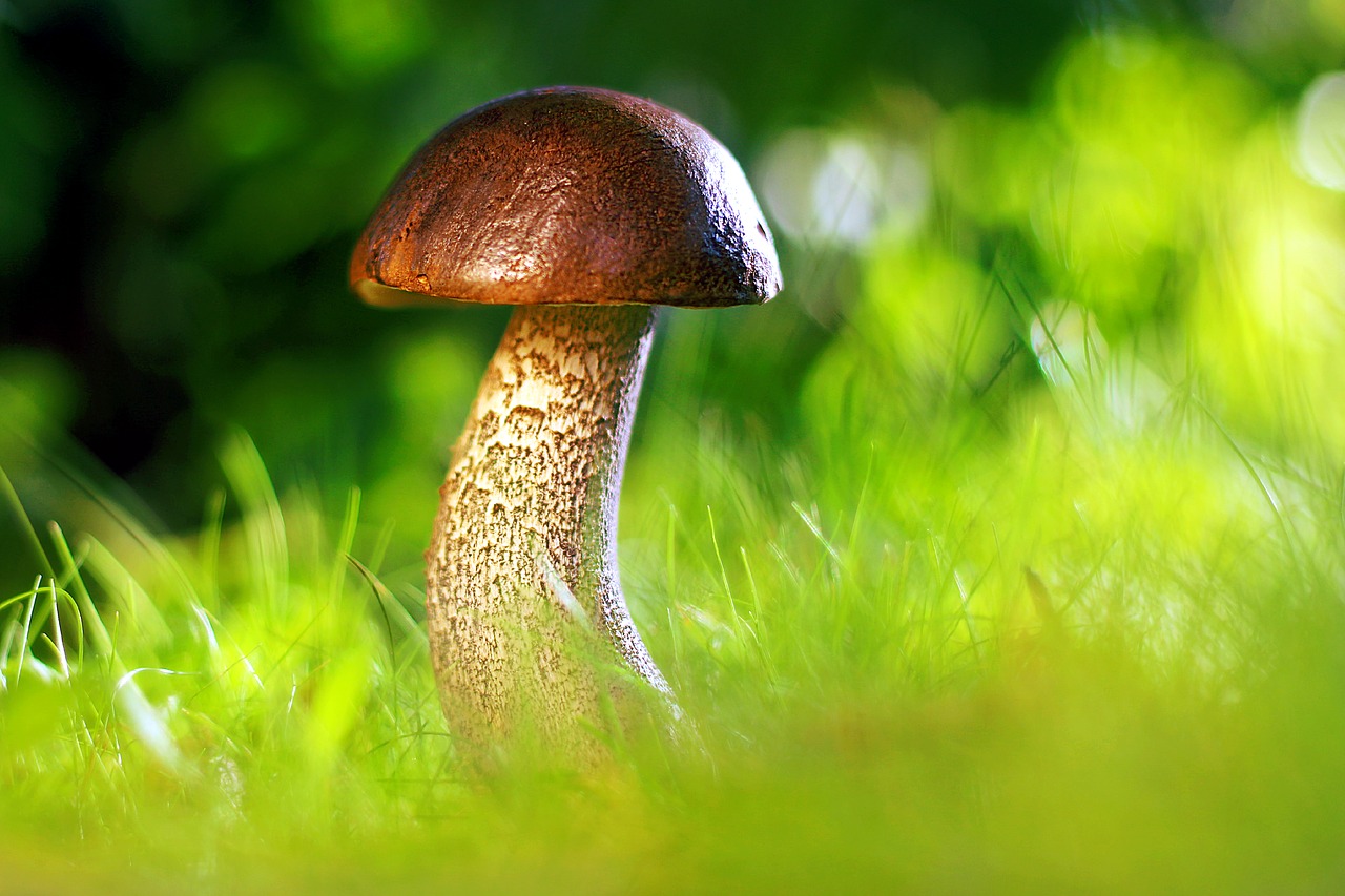 蘑菇, 秋季, 性质